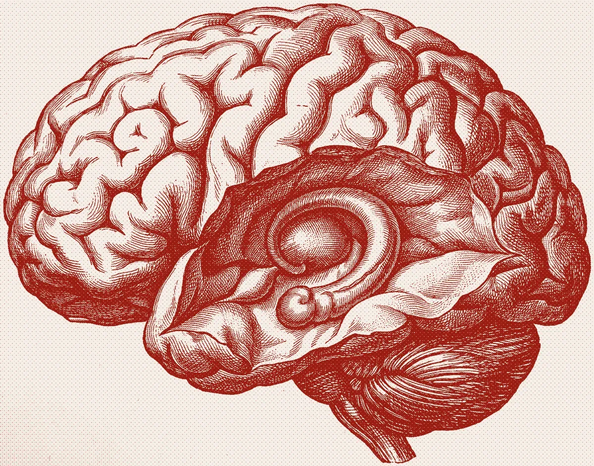 An engraving of a human brain seen from the left, the temporal lobe opened to expose the inward curl of the hippocampus and a small almond-shaped body in front of it.